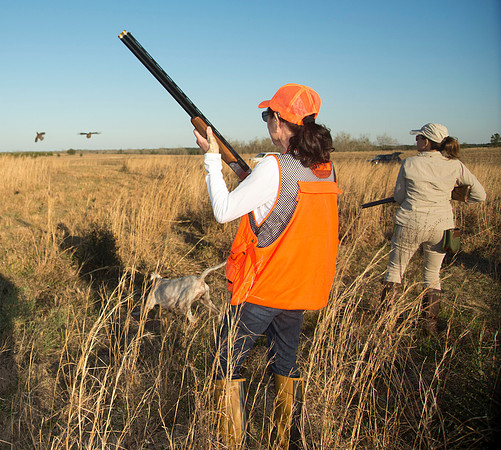 covey rise bird hunt 253