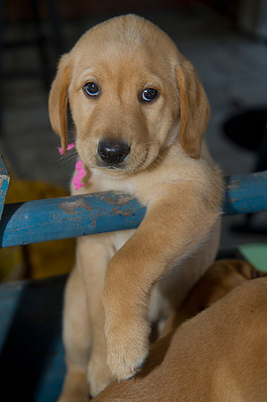 Jolie's puppys 065