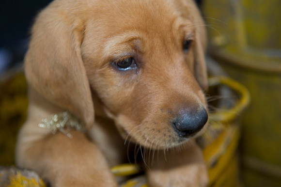 Jolie's puppys 151