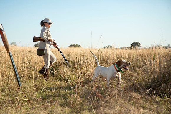 covey rise bird hunt 222