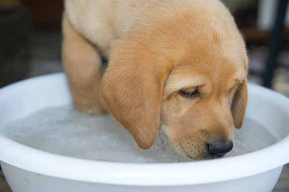 Jolie's puppys 183