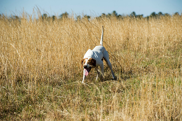 covey rise bird hunt 022
